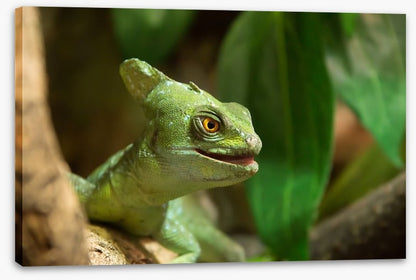 Reptiles / Amphibian