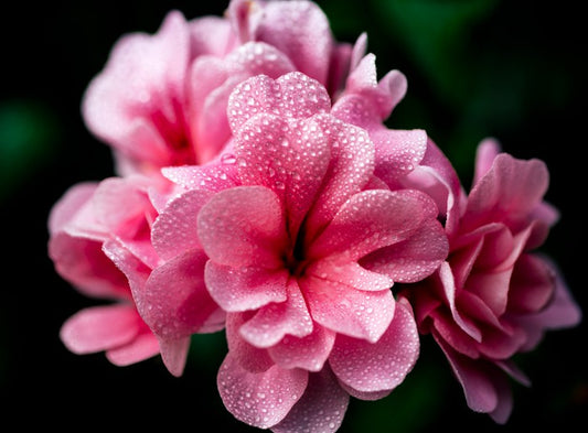 A blush with dew