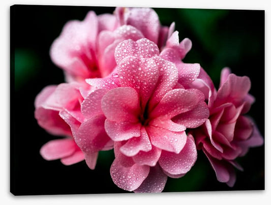 A blush with dew