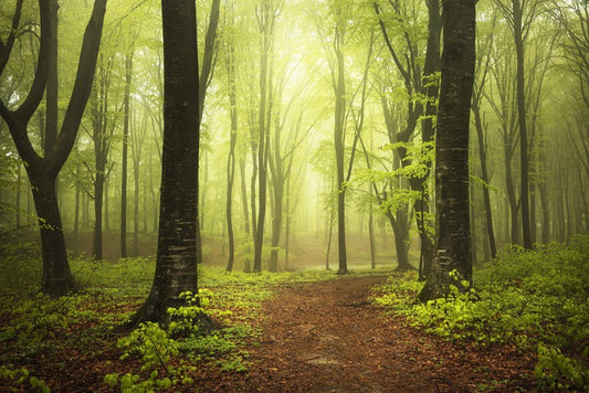 Between two trees