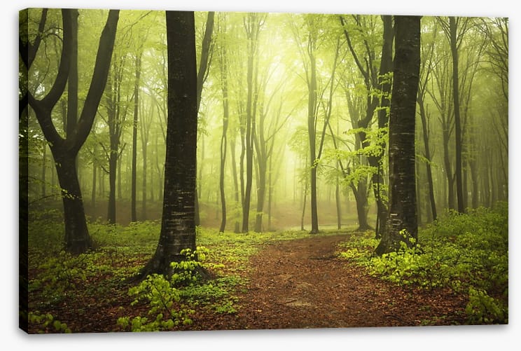 Between two trees