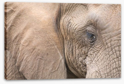 Old and wrinkly
