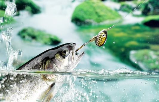 Taking the bait