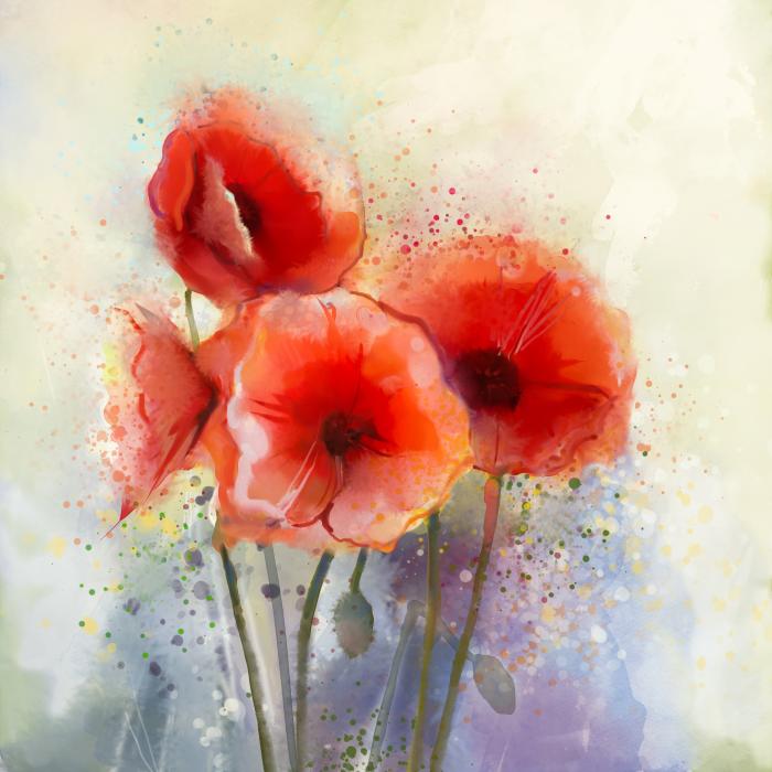 Red poppy splash