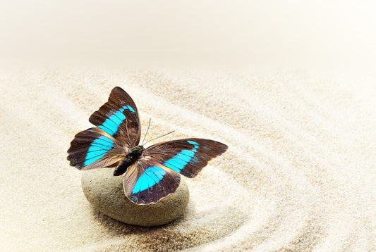 Prepona Laerte on the sand
