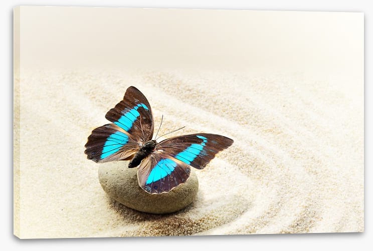 Prepona Laerte on the sand