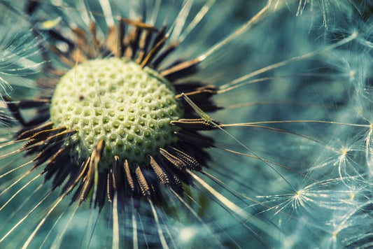 Dandelion gone