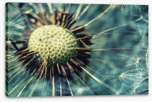 Dandelion gone
