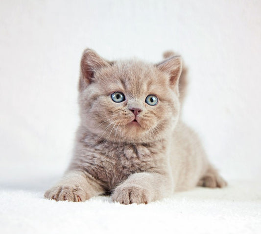 Kitten eyes