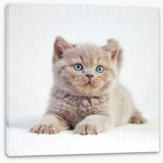 Kitten eyes