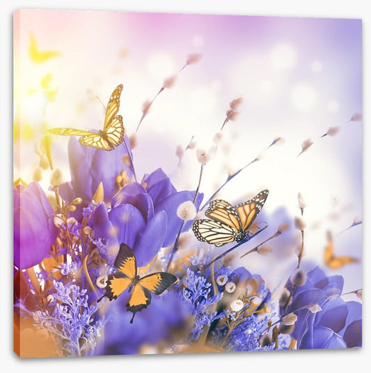 Mimosa butterflies