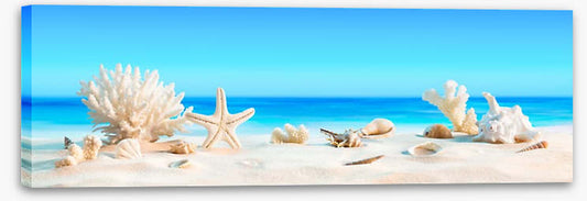 Shells on the beach panorama