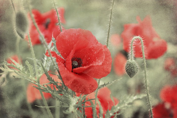Vintage poppy