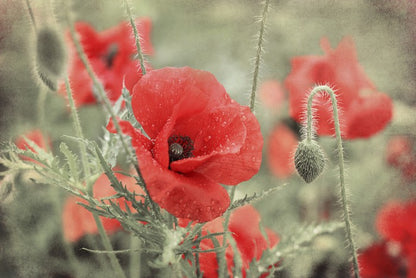 Vintage poppy