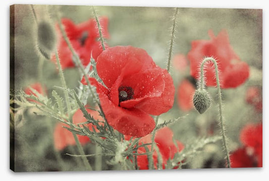 Vintage poppy