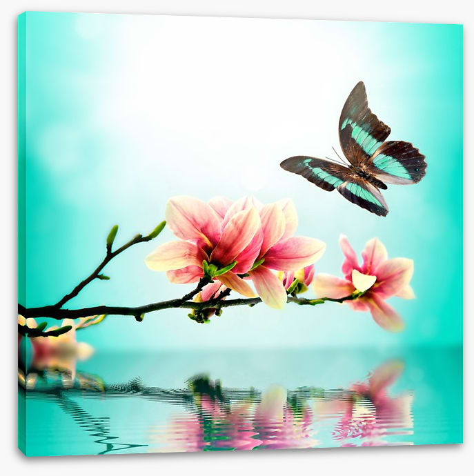 Butterfly magnolia