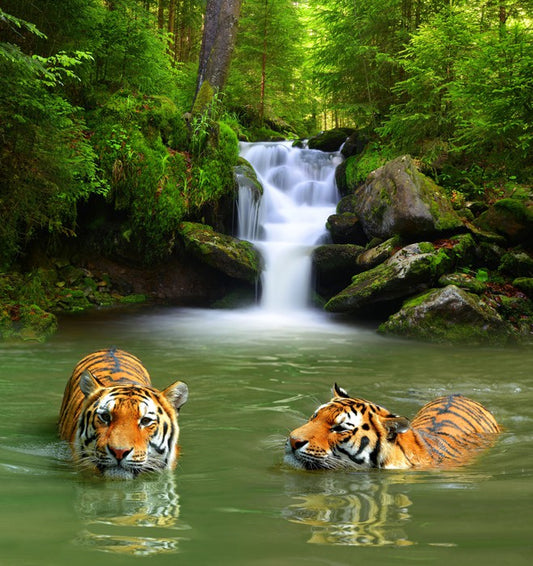 The tigers and the waterfall