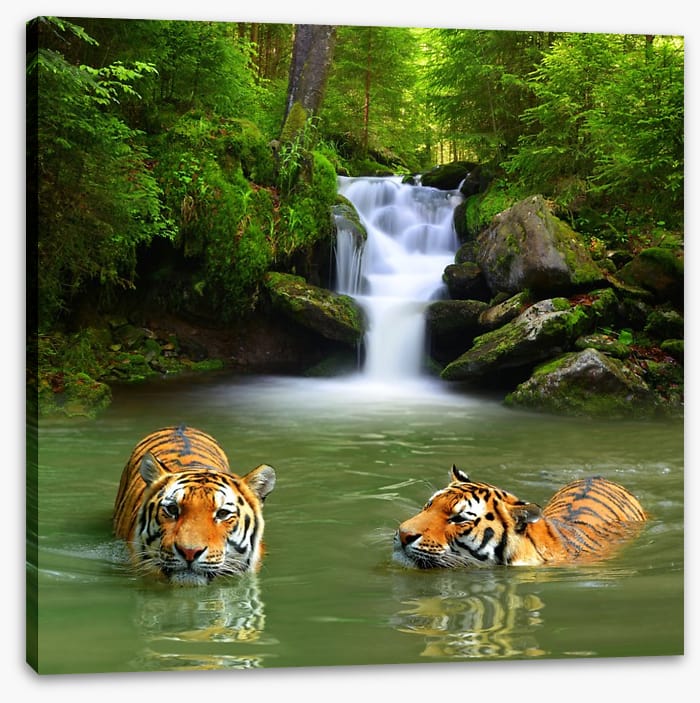 The tigers and the waterfall