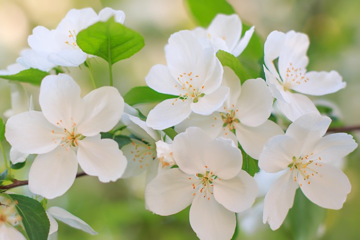Blooming apple flowers