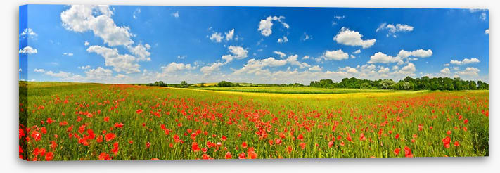 Poppy field panorama