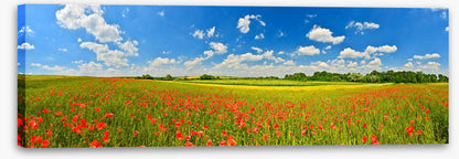 Poppy field panorama
