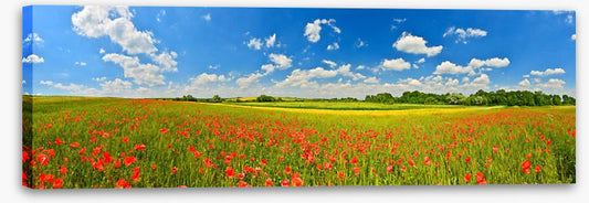 Poppy field panorama