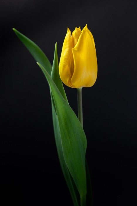 The golden tulip