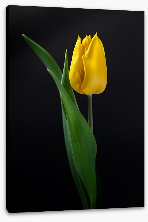 The golden tulip