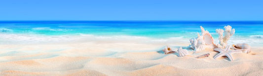Seashells panorama