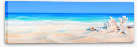 Seashells panorama