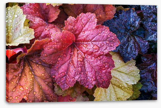 Fallen coral bells
