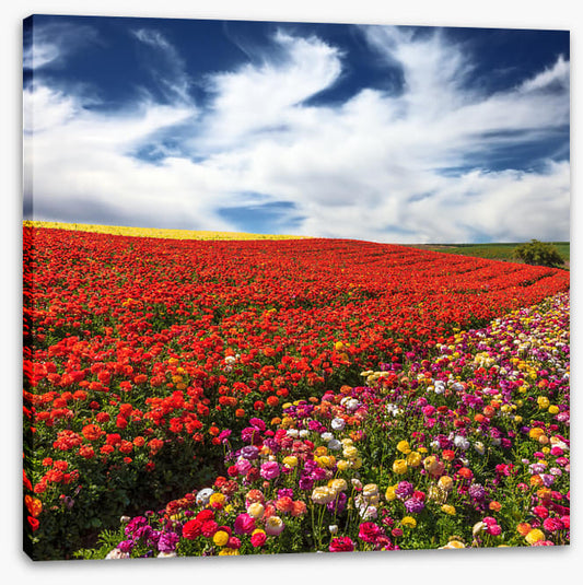 Meadows