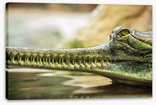 Reptiles / Amphibian