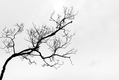 Branch right