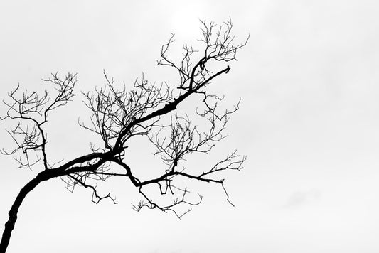 Branch right