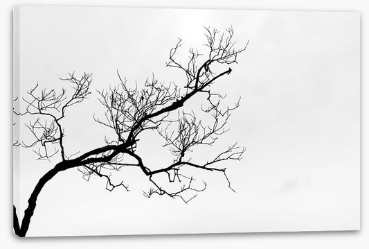 Branch right