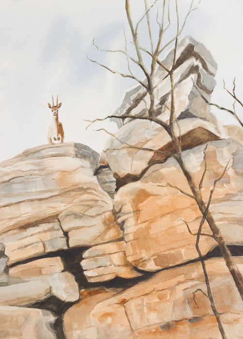 Klipspringer cliff