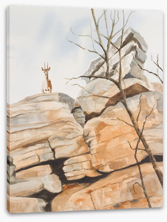 Klipspringer cliff