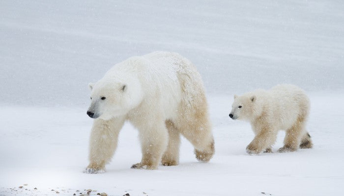 Arctic amble