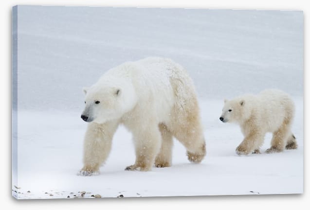 Arctic amble