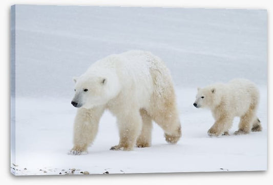 Arctic amble
