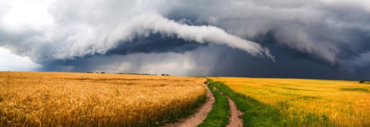 Storm in the rye