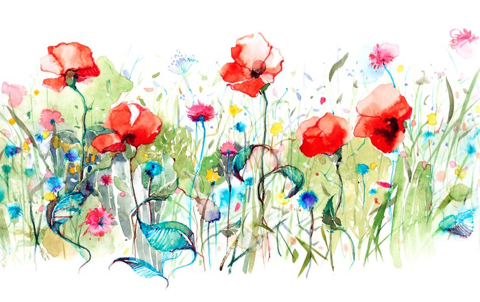 Wild poppies