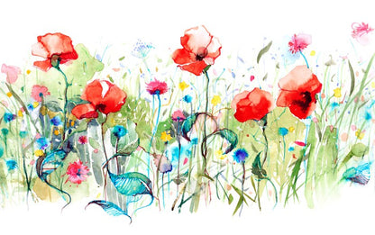Wild poppies