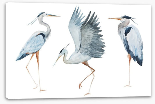 Three heron birds