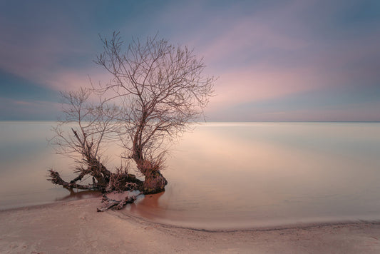 Coastal roots