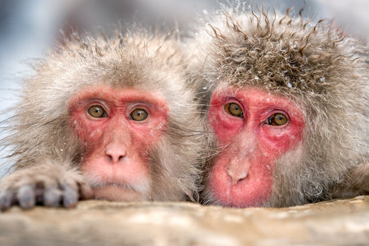 Mammals