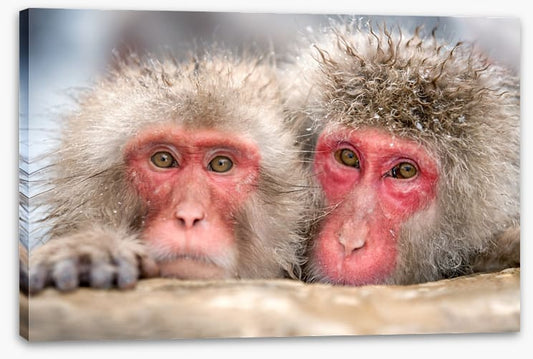 Mammals