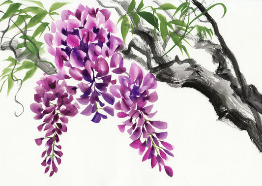 Wisteria blossom