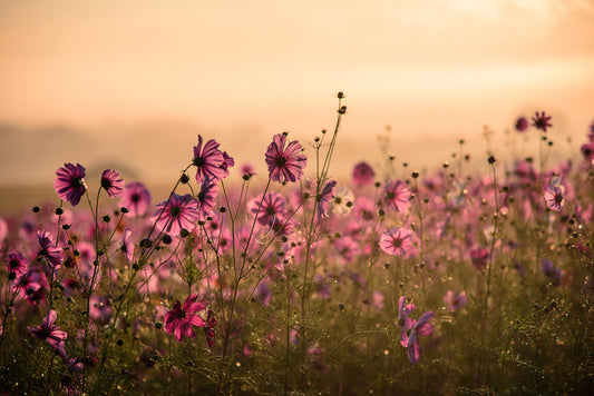 Meadows